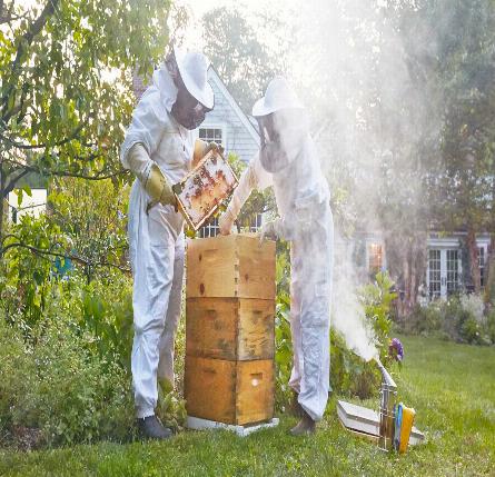 Bee Alert – Tips and Suggestions for Pest Control